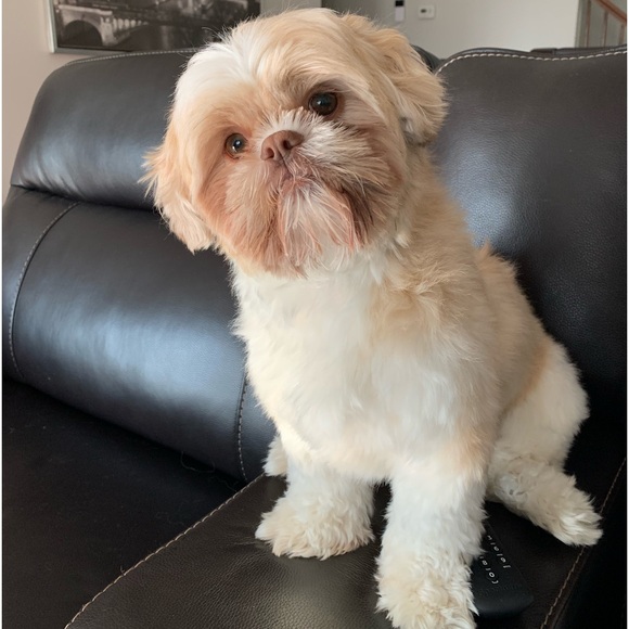 Meet your Posher, Nyla - Picture 1 of 1